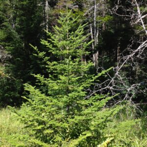 Balsam Fir - Abies balsamea