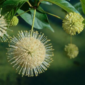 Buttonbush - Cephalanthus occidentalis