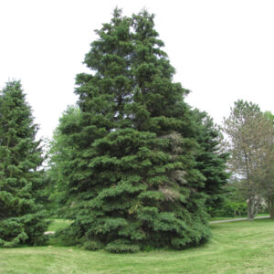 White Spruce - Picea glauca