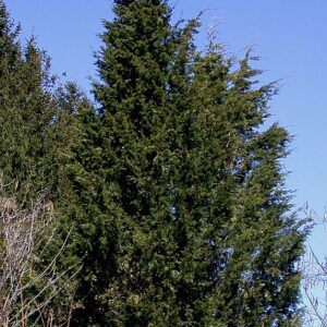 Red Cedar - Juniperus Virginiana