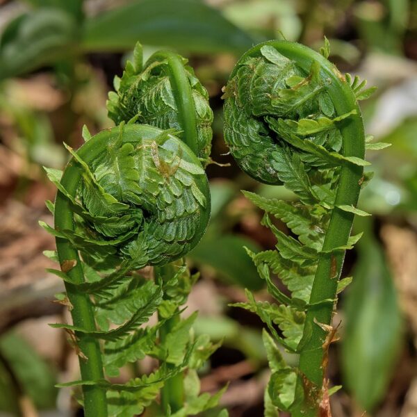 Fiddlehead Fern - Matteuccia struthiopteris