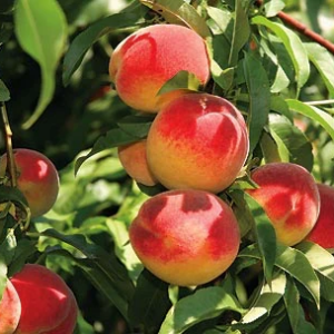 Red Haven Peach - Prunus persica