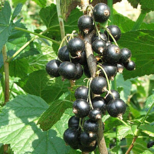 Minaj Smyriou Black Currant - Ribes nigrum