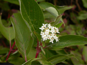 Red Osier Dogwood - Cornus sericea