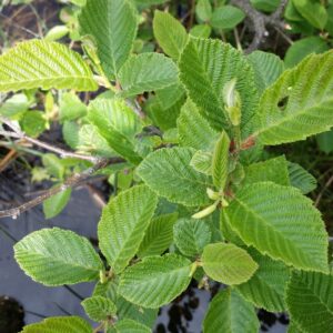 Speckled Alder-Alnus rugosa