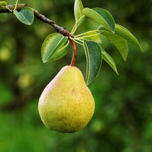 Bartlett Pear - Pyrus communis 'Williams'