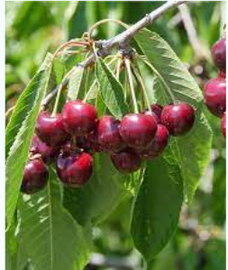 Bing Sweet Cherry - Prunus avium