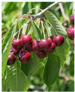 Bing Sweet Cherry - Prunus avium