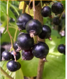 Titania Black currant - Ribes nigrum