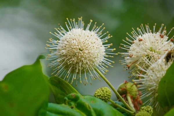 Buttonbush - Cephalanthus occidentalis