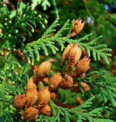 Eastern (Northern) White Cedar - Thuja occidentalis