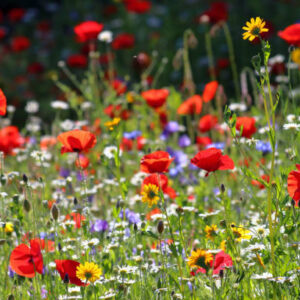 Native Grass and Wildflower Mix