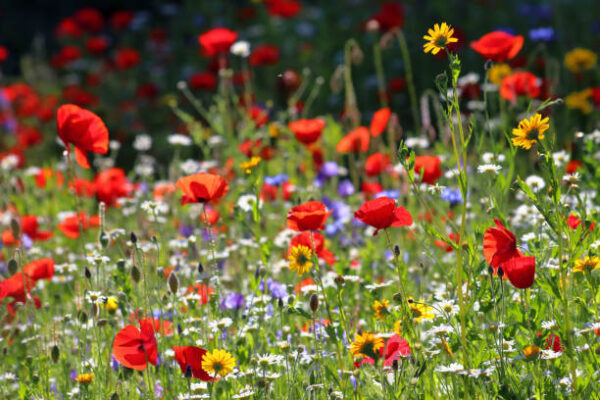 Native Grass and Wildflower Mix