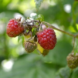 Killarney Red Raspberry - Rubus idaeus 'Killarney'