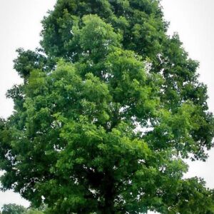 White Oak - Quercus alba