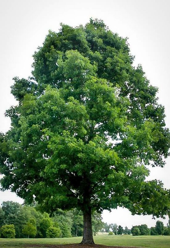 White Oak - Quercus alba